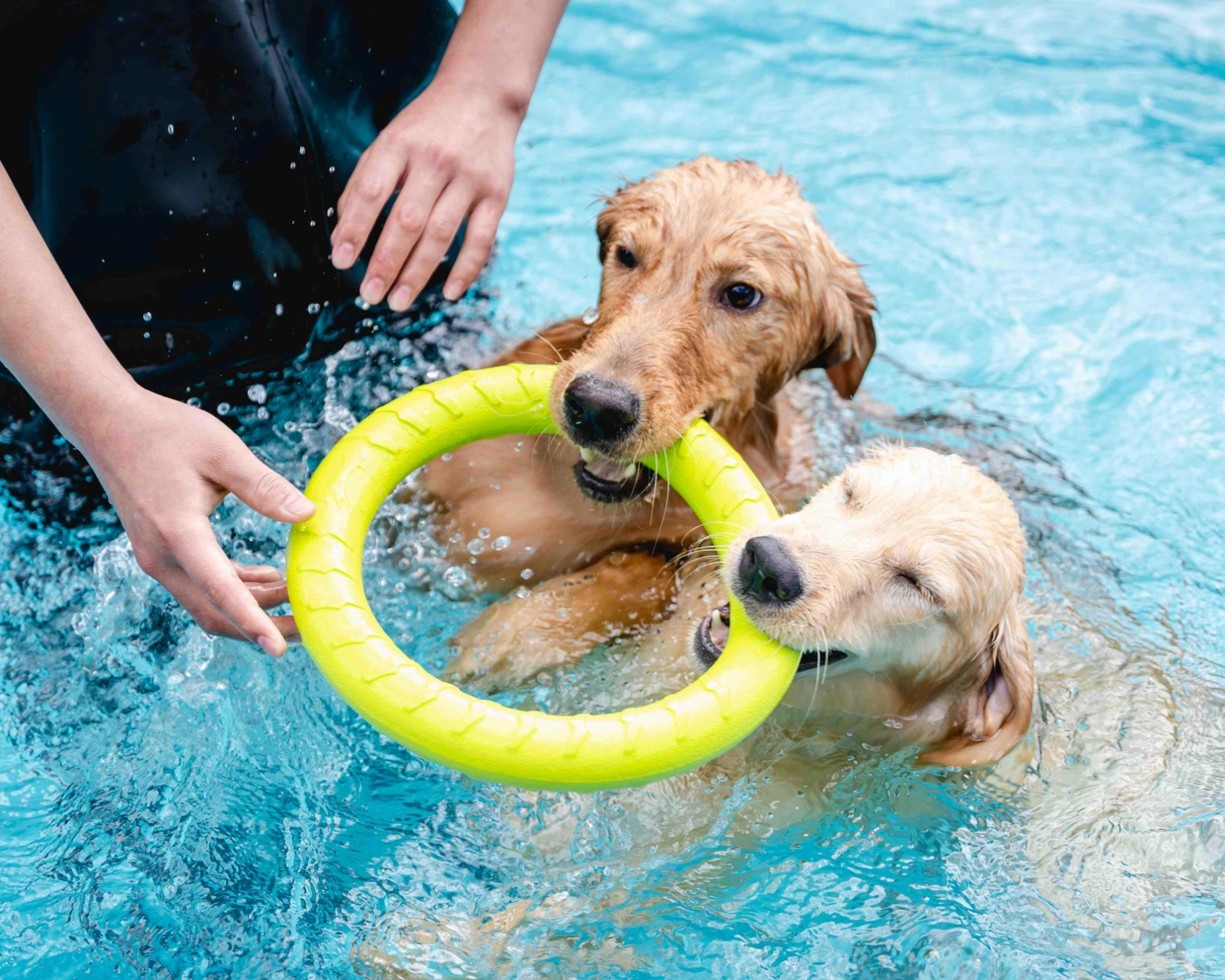 Dog Swim Sessions
