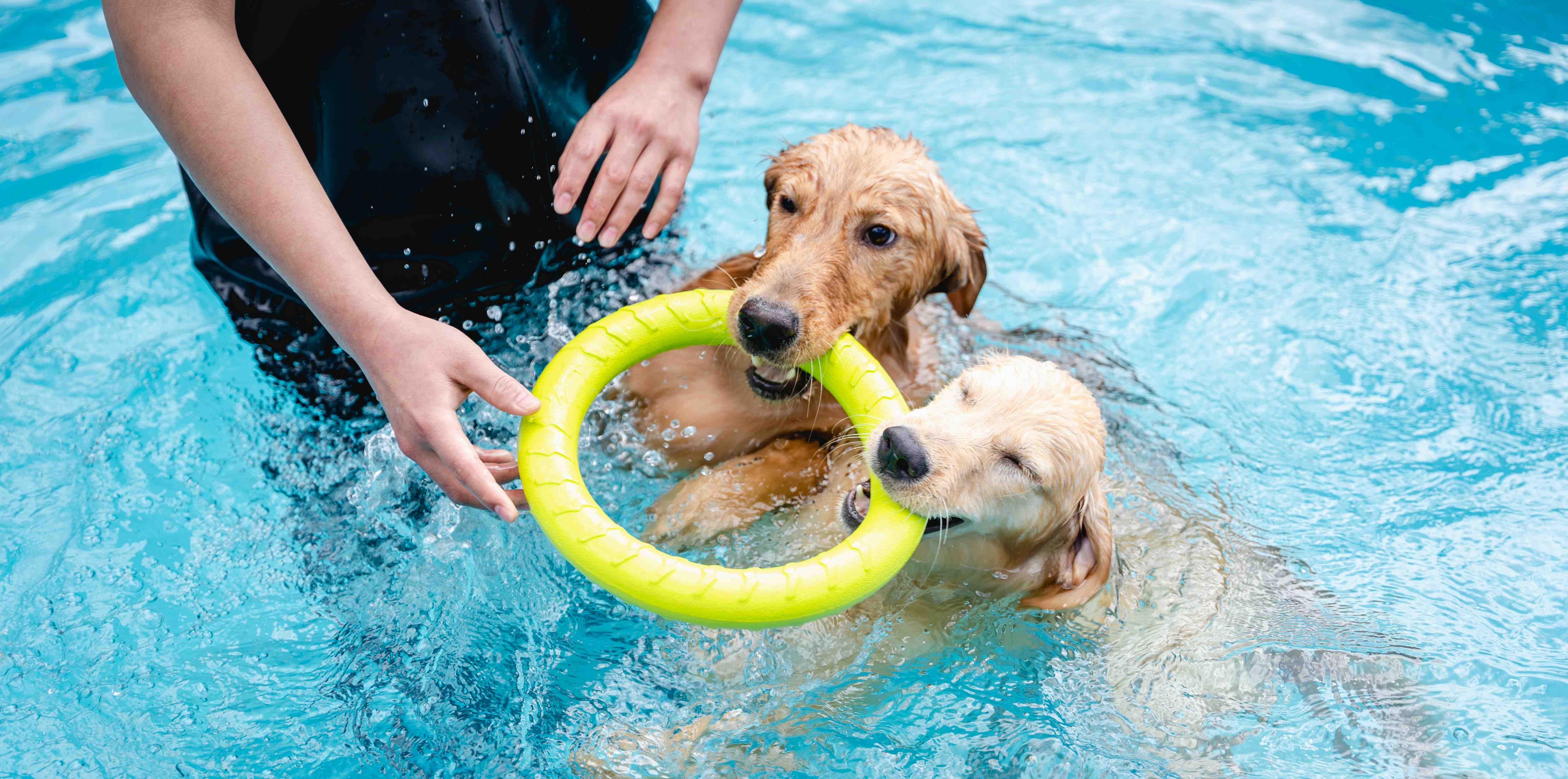 Dog Swim Sessions 